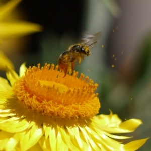 Lasioglossum (Chilalictus) sp. (genus & subgenus) at Acton, ACT - 11 Jan 2023 11:04 AM