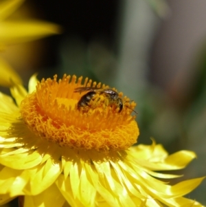 Lasioglossum (Chilalictus) sp. (genus & subgenus) at Acton, ACT - 11 Jan 2023 11:04 AM