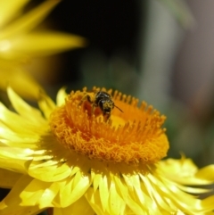 Lasioglossum (Chilalictus) sp. (genus & subgenus) at Acton, ACT - 11 Jan 2023 11:04 AM