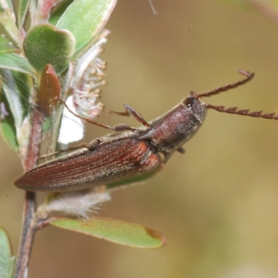 Elateridae (family) (Unidentified click beetle) at Brindabella, NSW - 10 Jan 2023 by Harrisi