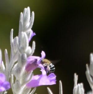 Amegilla (Zonamegilla) asserta at Acton, ACT - 11 Jan 2023