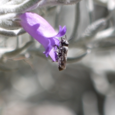 Megachile sp. (several subgenera) (Resin Bees) at Acton, ACT - 11 Jan 2023 by darrenw