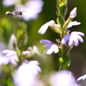 Megachile sp. (several subgenera) at Acton, ACT - 11 Jan 2023