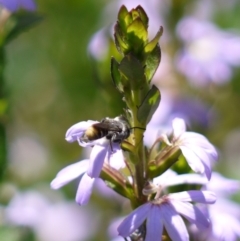 Megachile sp. (several subgenera) at Acton, ACT - 11 Jan 2023