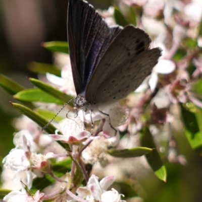 Erina hyacinthina (Varied Dusky-blue) at Acton, ACT - 11 Jan 2023 by darrenw