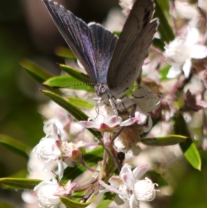 Erina hyacinthina at Acton, ACT - 11 Jan 2023