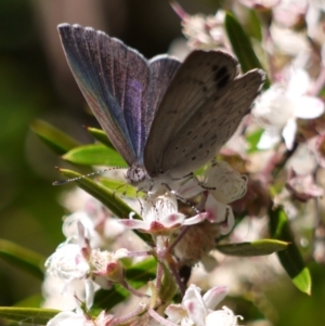 Erina hyacinthina at Acton, ACT - 11 Jan 2023