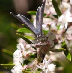 Erina hyacinthina at Acton, ACT - 11 Jan 2023