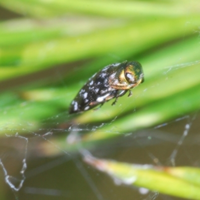 Diphucrania sp. (genus) (Jewel Beetle) at Queanbeyan West, NSW - 9 Jan 2023 by Harrisi