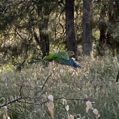 Polytelis swainsonii (Superb Parrot) at Wanniassa, ACT - 11 Jan 2023 by jks