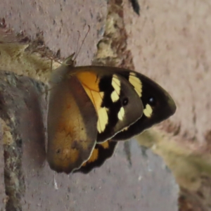 Heteronympha merope at Kambah, ACT - 11 Jan 2023 05:55 PM