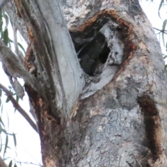 Callocephalon fimbriatum (Gang-gang Cockatoo) at Red Hill, ACT - 11 Jan 2023 by TomW