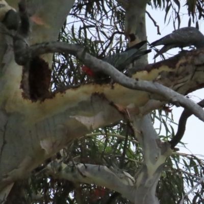 Callocephalon fimbriatum (Gang-gang Cockatoo) at Red Hill, ACT - 12 Jan 2023 by TomW