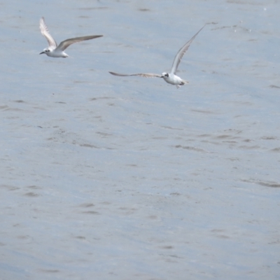 Chlidonias leucopterus (White-winged Black Tern) at Point Wilson, VIC - 28 Dec 2022 by BenW