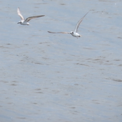 Chlidonias leucopterus (White-winged Black Tern) at Point Wilson, VIC - 28 Dec 2022 by TomW