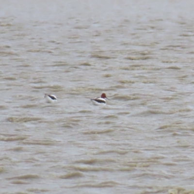 Recurvirostra novaehollandiae (Red-necked Avocet) at Point Wilson, VIC - 27 Dec 2022 by TomW