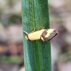 Olbonoma triptycha (Chezela Group) at Gundaroo, NSW - 11 Jan 2023 by Gunyijan