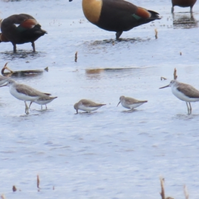 Tringa nebularia (Common Greenshank) at Point Wilson, VIC - 28 Dec 2022 by BenW