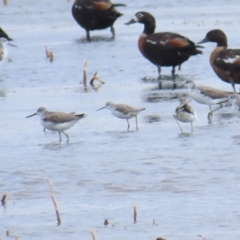 Tringa stagnatilis (Marsh Sandpiper) at Point Wilson, VIC - 28 Dec 2022 by TomW