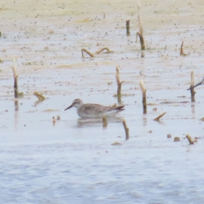 Calidris canutus (Red Knot) at Point Wilson, VIC - 28 Dec 2022 by BenW