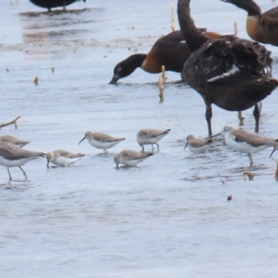 Calidris ferruginea (Curlew Sandpiper) at Point Wilson, VIC - 28 Dec 2022 by BenW