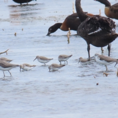 Calidris ferruginea (Curlew Sandpiper) at Point Wilson, VIC - 28 Dec 2022 by TomW