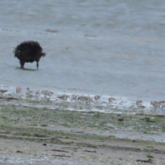 Calidris ruficollis (Red-necked Stint) at Point Wilson, VIC - 28 Dec 2022 by TomW