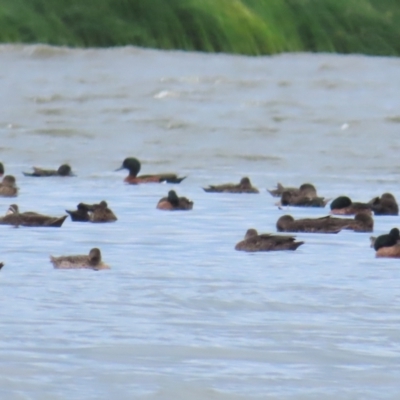 Anas castanea (Chestnut Teal) at Point Wilson, VIC - 28 Dec 2022 by TomW