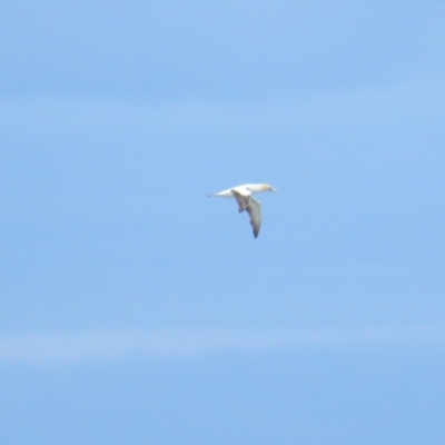 Morus serrator (Australasian Gannet) at Cocoroc, VIC - 28 Dec 2022 by BenW