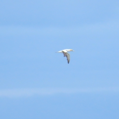 Morus serrator (Australasian Gannet) at Cocoroc, VIC - 28 Dec 2022 by TomW