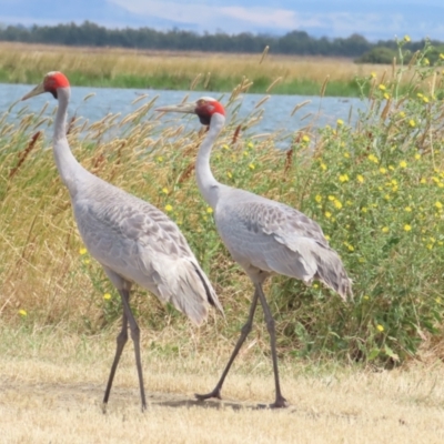 Antigone rubicunda (Brolga) at Point Wilson, VIC - 28 Dec 2022 by TomW