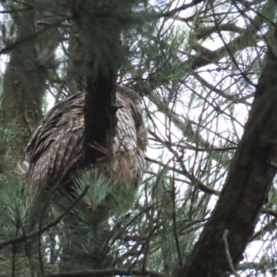 Ninox strenua (Powerful Owl) at Warranwood, VIC - 29 Dec 2022 by TomW