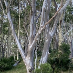 Eucalyptus tereticornis (Forest Red Gum) at Long Beach, NSW - 12 Jan 2023 by natureguy