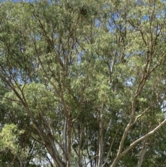 Eucalyptus tereticornis at Long Beach, NSW - 12 Jan 2023 09:16 AM