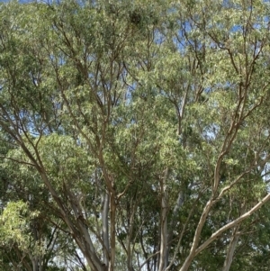 Eucalyptus tereticornis at Long Beach, NSW - 12 Jan 2023 09:16 AM