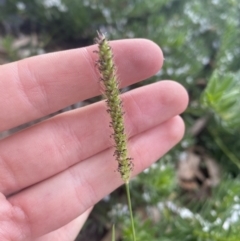 Setaria parviflora (Slender Pigeon Grass) at Long Beach, NSW - 11 Jan 2023 by natureguy