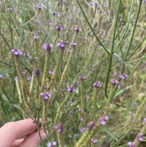 Verbena caracasana at Long Beach, NSW - 11 Jan 2023 04:49 PM