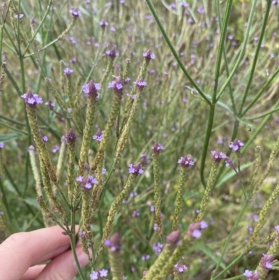 Verbena caracasana (Purple Top) at Long Beach, NSW - 11 Jan 2023 by natureguy