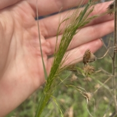 Austrostipa (genus) at Long Beach, NSW - 11 Jan 2023 04:42 PM