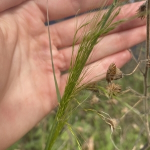 Austrostipa (genus) at Long Beach, NSW - 11 Jan 2023 04:42 PM