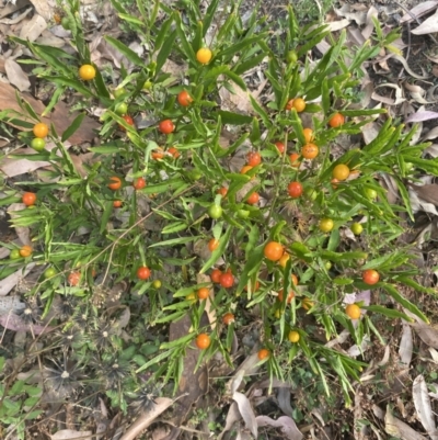 Solanum pseudocapsicum (Jerusalem Cherry, Madeira Cherry) at Long Beach, NSW - 11 Jan 2023 by natureguy