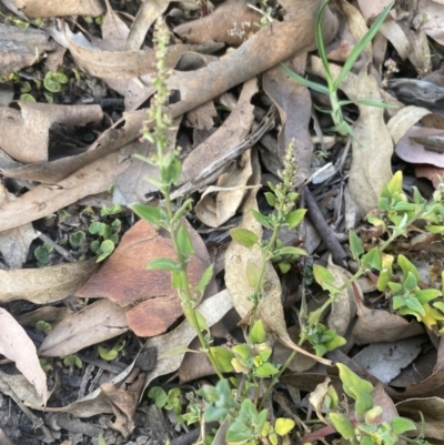 Einadia trigonos (Fishweed) at Long Beach, NSW - 11 Jan 2023 by natureguy