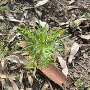Tagetes minuta at Long Beach, NSW - 11 Jan 2023 04:37 PM