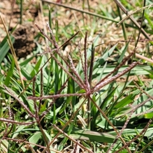 Cynodon dactylon at Lyneham, ACT - 12 Jan 2023