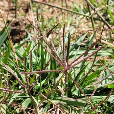 Cynodon dactylon (Couch Grass) at Lyneham, ACT - 12 Jan 2023 by trevorpreston