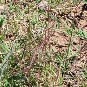 Cynodon dactylon at Lyneham, ACT - 12 Jan 2023