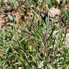 Cynodon dactylon at Lyneham, ACT - 12 Jan 2023