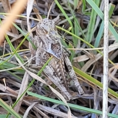 Oedaleus australis (Australian Oedaleus) at Lyneham, ACT - 12 Jan 2023 by trevorpreston