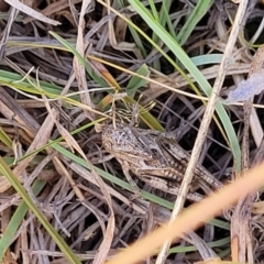 Oedaleus australis at Lyneham, ACT - 12 Jan 2023 10:46 AM