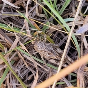 Oedaleus australis at Lyneham, ACT - 12 Jan 2023